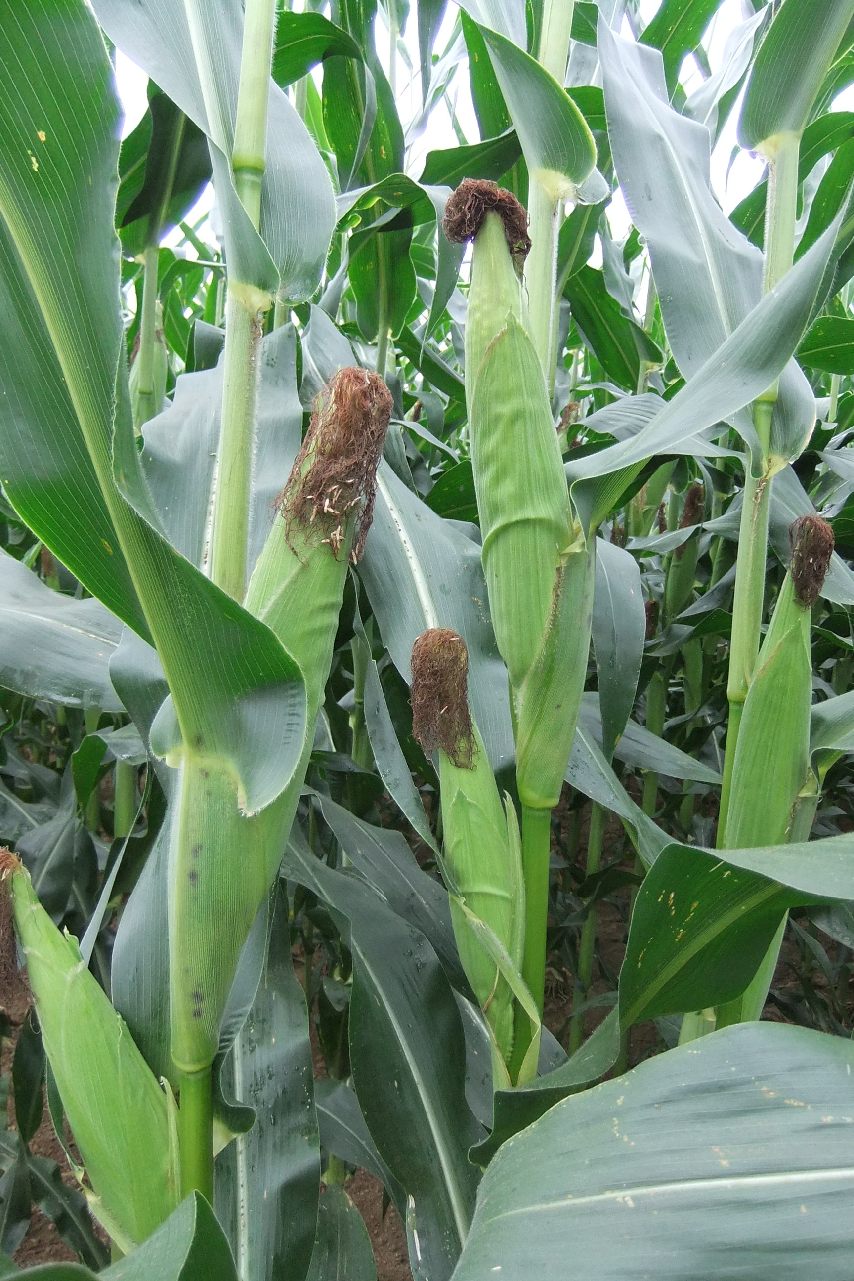 Corn plots plants APD 2013 (18)