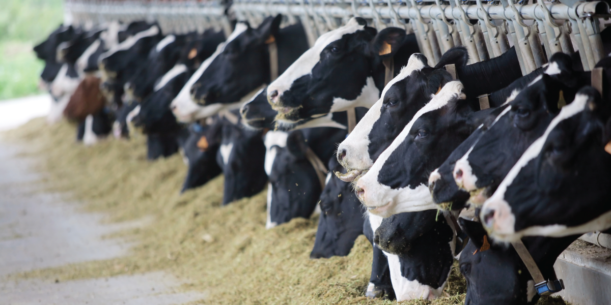 Livestock Benefits of Silage Additives Ecosyl