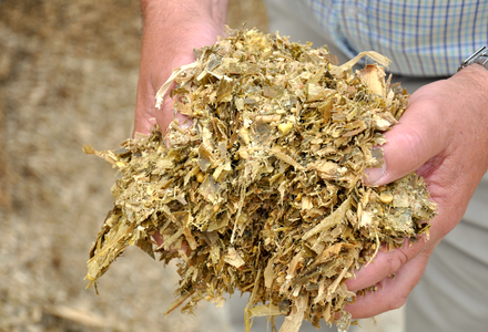 Maize silage in hands listing
