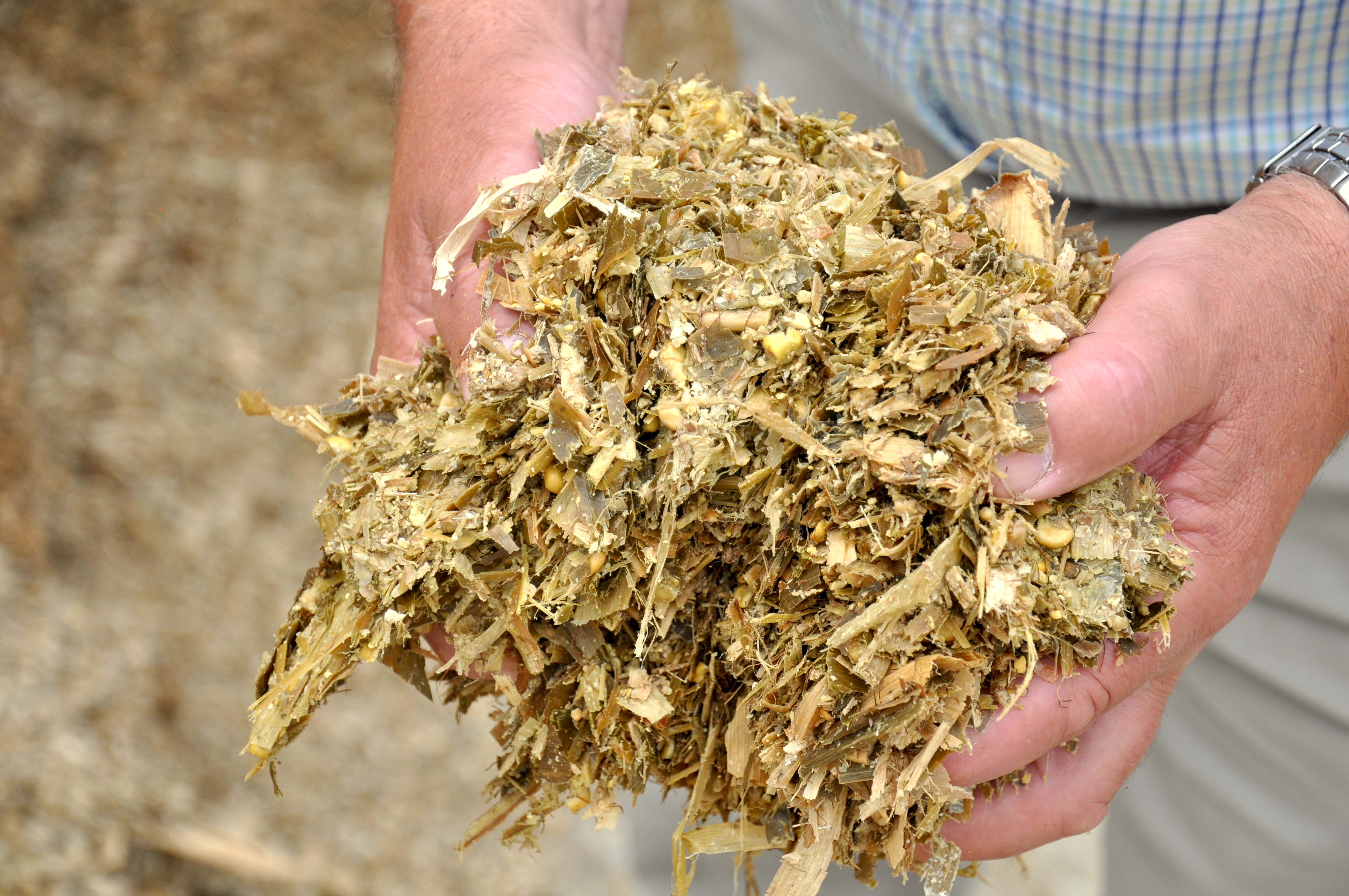 Maize silage in hands
